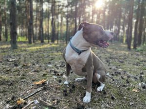 Możliwe obiektywne rozwiązanie problemu preselekcji fenotypów miednicy psów obciążonych genetycznie dysplazją stawów biodrowych