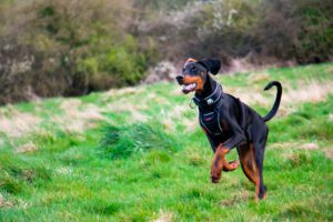 Dysplazja stawów biodrowych – podstawowe informacje dla właścicieli psów
